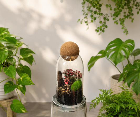 Enchanted grove (Terrarium)