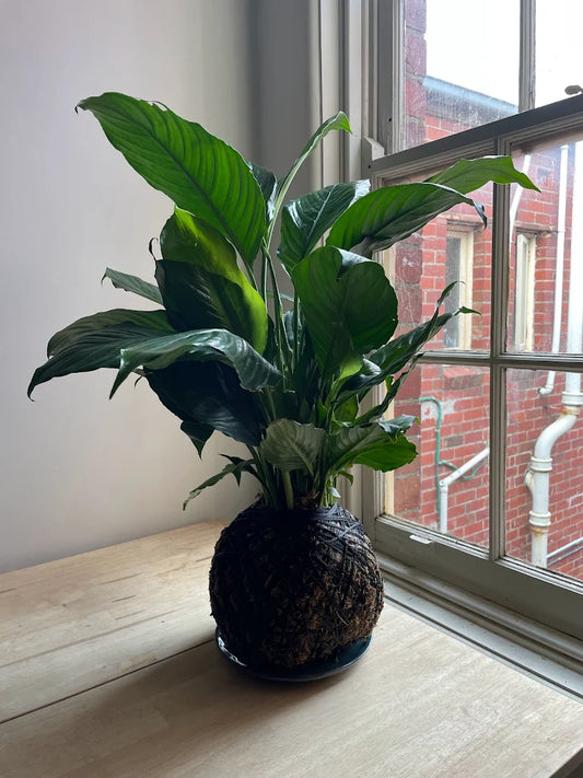 Kokedama - Peace Lily