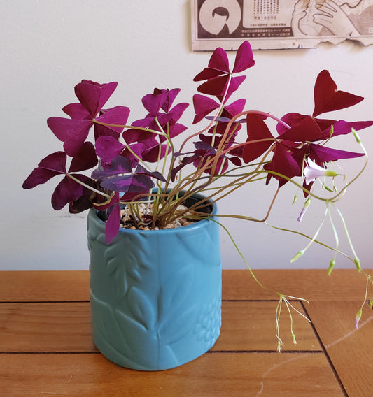 Oxalis Triangularis