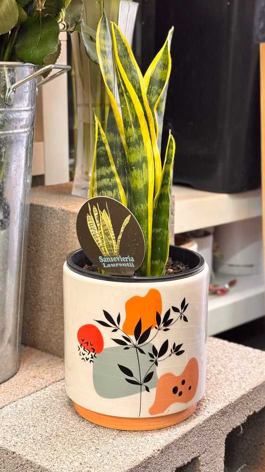 Snake plant