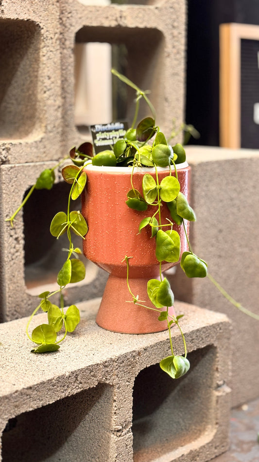Platyphylla Solomon Islands.