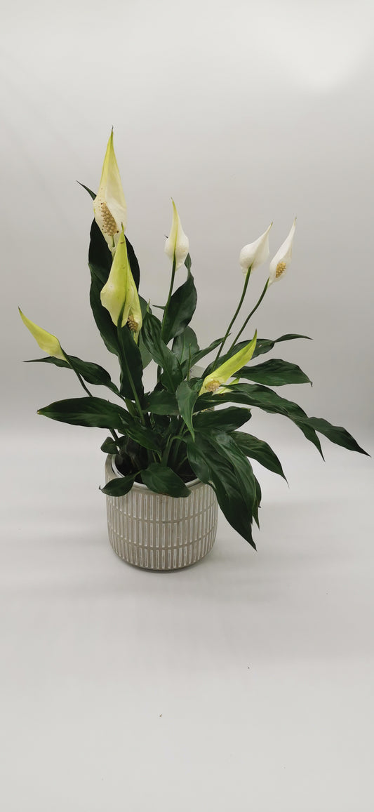 Peace Lily
